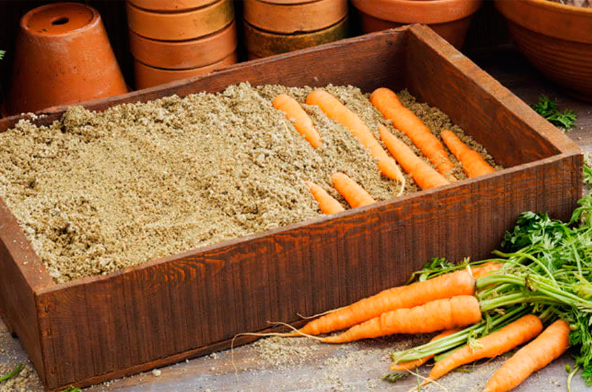 Как лучше хранить морковь. Хранение моркови. Ящик для хранения моркови. Хранение моркови в песке. Хранение моркови на зиму.
