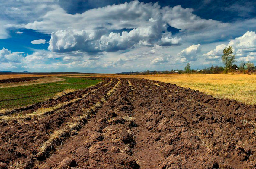 Похоже, ценные сельхозземли в России закончились