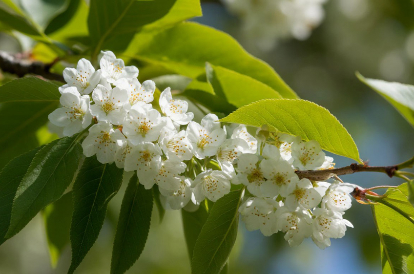Народный календарь с 27 апреля по 3 мая
