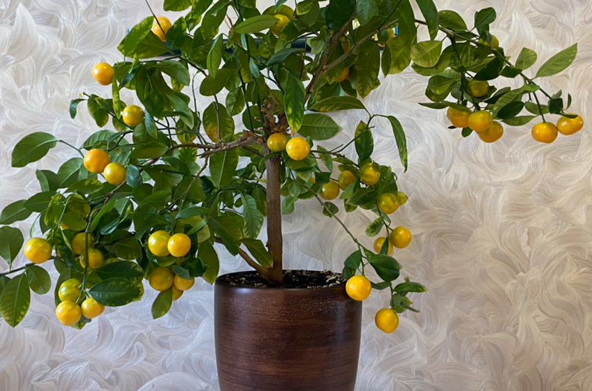 Фруктовый сад на подоконнике